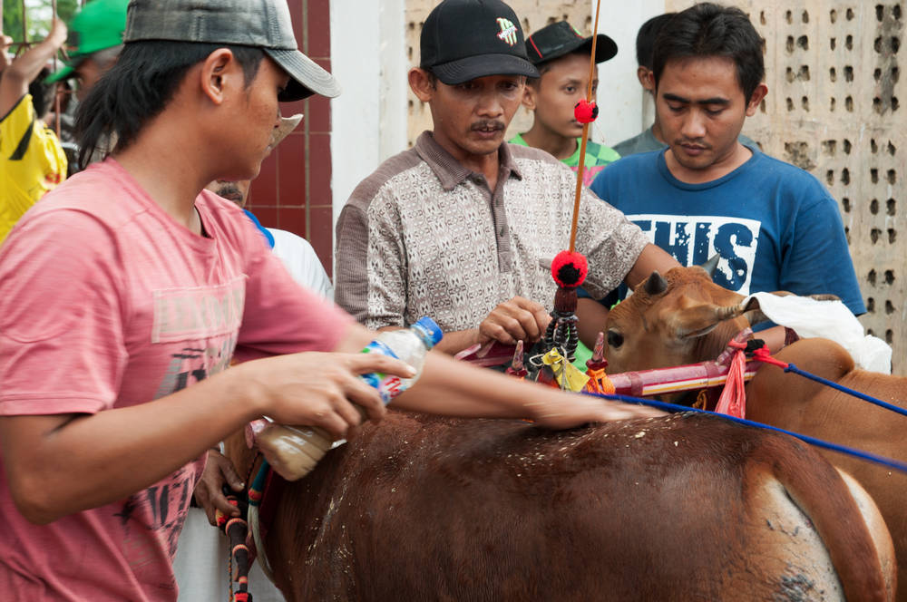 Karapan Sapi: Siapa Kuat, Siapa Menang? (© Iwan Santosa)